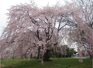 Cherry blossoms Cherry blossoms