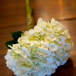 Flowers Flowers