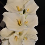 Open Mouth Calla Lilies