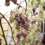 Vineyard Vineyard